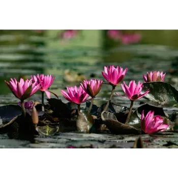 Lotus Plant5-5333798-33577.webp